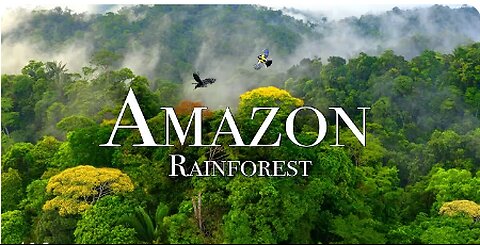 Amazon 4k - The World’s Largest Tropical Rainforest Part 2 | Jungle Sounds | Scenic Relaxation Film