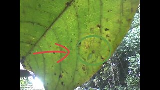 Aranha verde transparente é vista no parque em uma folha, rara e exótica! [Nature & Animals]