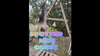 Spotted Hog Quest Racoon Trapping Hill Country Texas Land Management