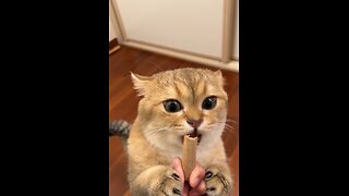 Hungry Cute Cat | My Cute Cat is Hungry