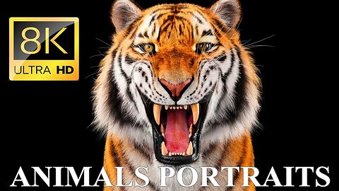 ANIMAL PORTRAITS 8K Ultra HD | Unveiling the Beauty of Nature 8K Ultra HD Animal Portraits