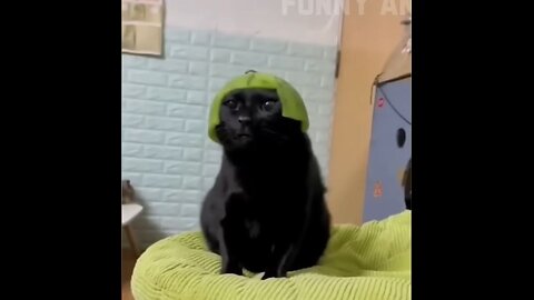FUNNY VIDEO CATS AND DOGS