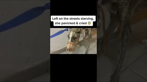 This Dog Was Left On the Streets Starving, Paniking and Crying 😭