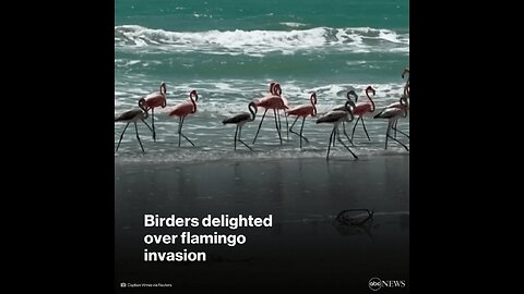 Bird enthusiasts are flocking to see flamboyances of flamingos popping up all over