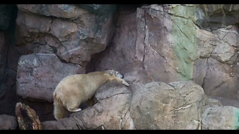 Polar bear rubbing head on rock