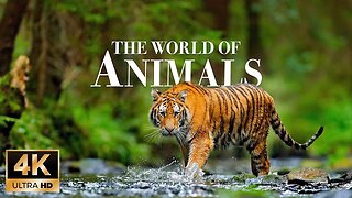 Animals of the world 4k - Beautiful Wildlife Film with Calming Music