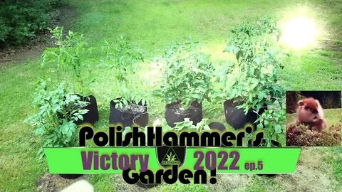 Victory Garden ep 5 "Woodland Critters" 🍅🥒🌶🥔🦔🐿🐇🦨🔨😎