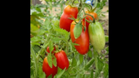 San Marzano - Tomato