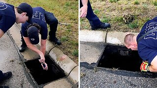 Firefighters rescue ducklings from storm drain