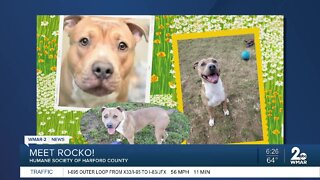 Rocko the dog is up for adoption at the Humane Society of Harford County