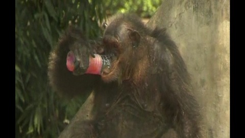 Bangkok Zoo Animals Eat Popsicles