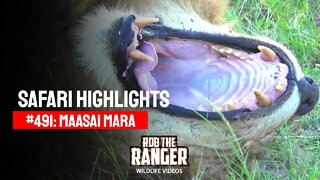 Safari Highlights #491: 30 & 31 March 2018 | Maasai Mara/Zebra Plains | Latest Wildlife Sightings