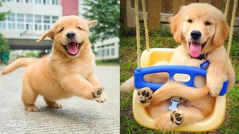 #babydog #funnydogs #aww Baby Dogs - Cute and Funny Dog Videos
