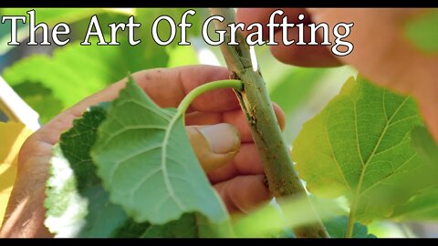 The Art Of Grafting ~ Learning Priceless Skills ~ How To Graft a Mulberry Tree