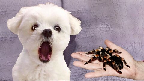 Funniest Dogs Reaction: Scared Dogs React To Scary Things| ThePetsTown