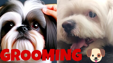 How to Groom Shih Tzu 🐾? |Grooming Tutorial|