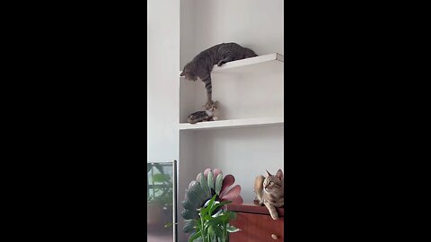 FUNNY CAT VIDEO #1 #2023