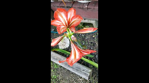 My Amaryllis