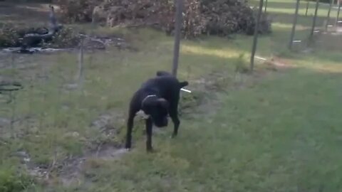 Dog pees on electric fence - Funny I think