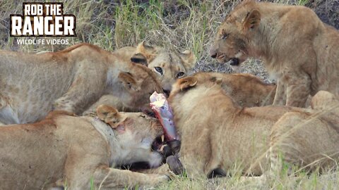 Lion Pride Chew On A Gnu | Maasai Mara Safari | Zebra Plains