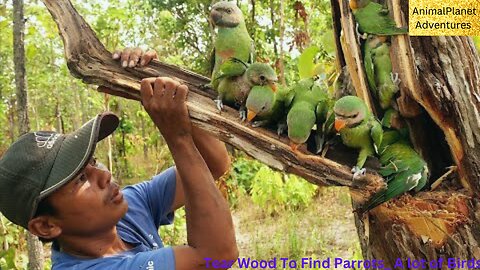 Tear Wood To Find Parrots A lot of Birds