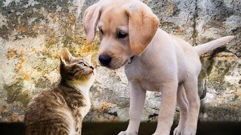 How to train your dog to leave your cat alone How to teach your dog and cat to get along