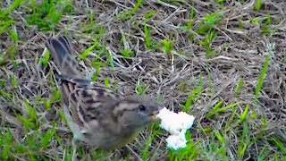 IECV NV #485 - 👀House Sparrows Eating Some Bread🐤🐤 11-28-2017