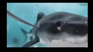 shark swallows camera 😱😱😱