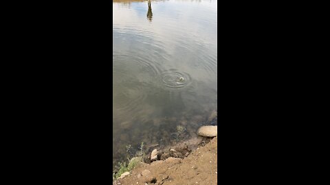 Catching a common carp on a lure part 2