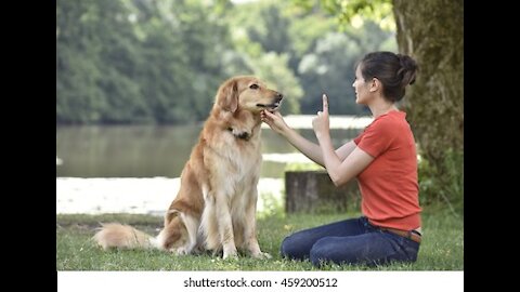 how to make reactive dog training reactivity training dog syqling