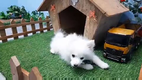 Little puppy playing with toys
