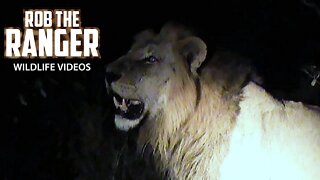 Lion Takes A Meal From Leopard | Archive Mapogo Lion Footage