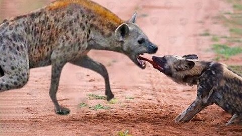 The Best Of Animal Attack 2023 - Most Amazing Moments Of Wild Animal Fight! Wild Discovery Animal