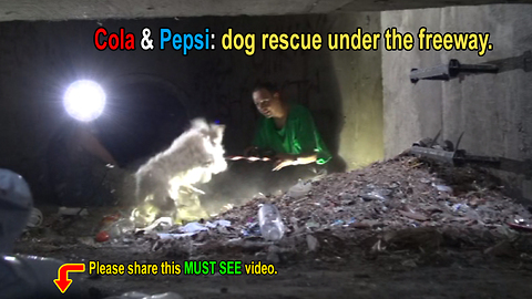Sewer rescue of two cute poodles!