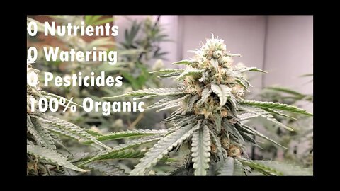 Organic Cannabis Living Ecosystem Flowering Wk. 4 Update