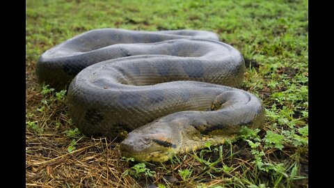 15m long Anaconda snake found
