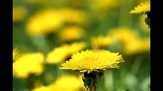 Fresh Picked Dandelions From My Front and Backyard