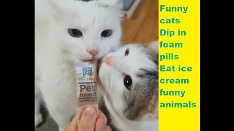 Funny cats , Dip in foam pills , Eat ice cream