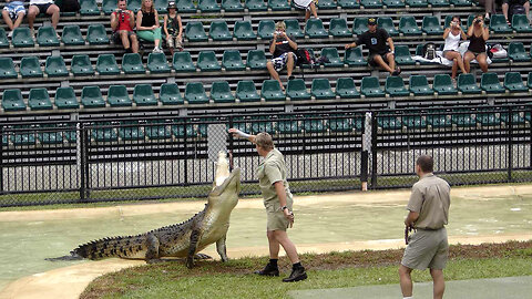 Australian Saltwater Crocodile