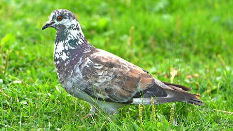 Multicolored Pigeon Foraging