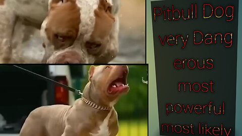 Pitbull dog is very powerfull