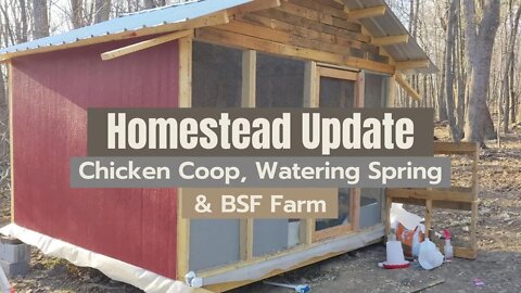 Homestead Update - Chicken Coop, watering spring, worm & BSF farm