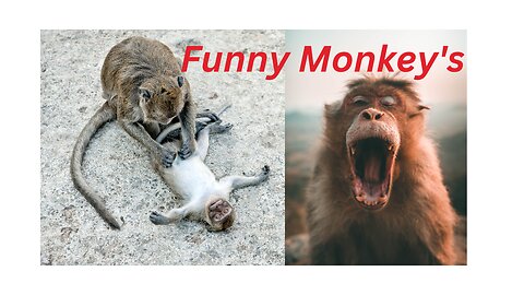 Aren't monkeys just the funniest? - Funny monkey compilation