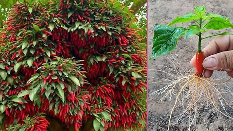 🌶️🥚✨ Chilies Grow Fast with Aloe vera In Eggplan #PlantGrafting #GardenofEden