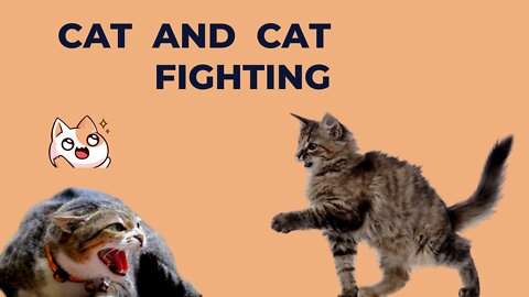 Cat and cat fighting - Cat and cat fighting sound - 2022