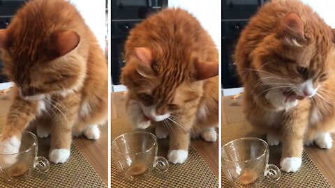 Cat Adorably Dips Paw In Owner's Empty Coffee Mug
