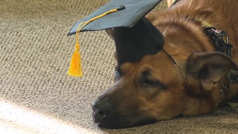 "Pawsitive for Heroes" dogs graduate training program inside Niagara County Correctional Facility