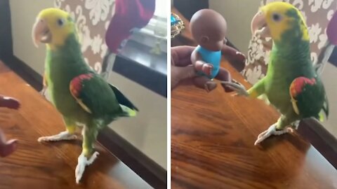 Parrot Very Afraid Of The Doll