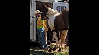 2 horses send in and tail tug out repeatedly - 9 April 2024