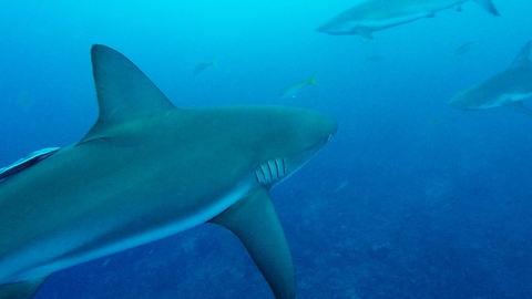 Divers Have Unexpected Close Encounter With Hungry Sharks